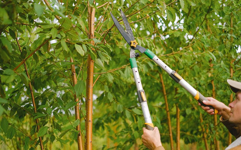 Tree trimming in Swaledale, IA