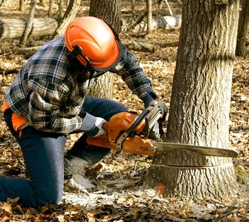 Tree Removal in Swaledale, IA
